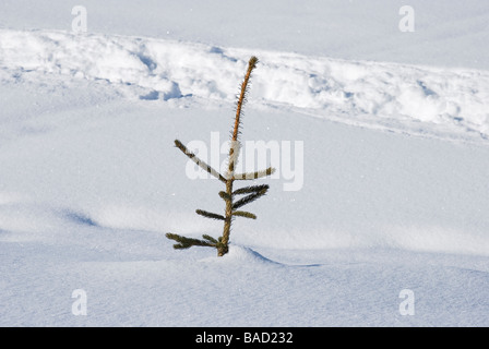 Schnee begraben Tanne Stockfoto