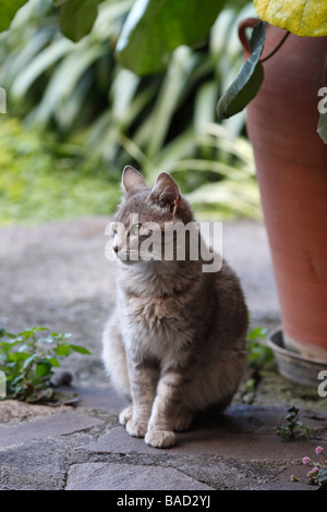 Streunende Hauskatze auf La Gomera, Spanien Stockfoto