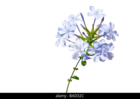 Nahaufnahme des blauen Jasmin auf weißem Hintergrund Stockfoto