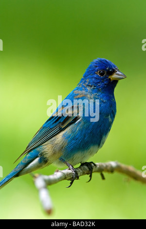 Indigo Bunting Passerina cyanea Stockfoto