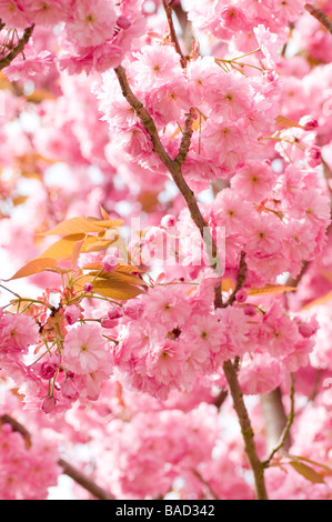 Ein Foto von rosa Kirschblüte im Frühjahr. Stockfoto