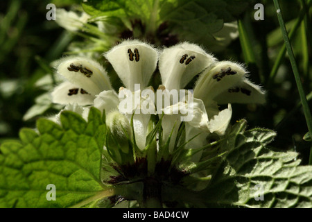 Weiße Taubnessel Lamium Album Familie Lamiaceae weiße Blüten in Makro-Detail Nahaufnahme Stockfoto