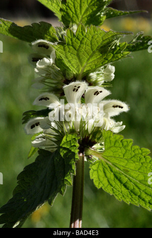 Weiße Taubnessel Lamium Album Familie Lamiaceae weiße Blüten in Makro-Detail Nahaufnahme Stockfoto