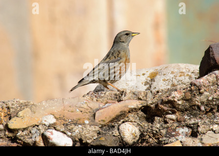 Alpine beobachtet Prunella Collaris stehen auf Felsen Stockfoto