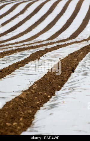 Mais unter Kunststoff In Leicstershire Stockfoto