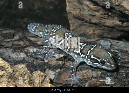 Termite Hill Gecko Hemidactylus Triedrus Triedus, Gekkonidae, Pakistan, Indien Stockfoto