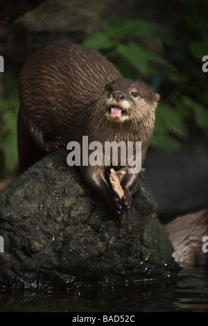 Orientalische kleine krallenbewehrten Otter Fütterung Edinburgh Zoo