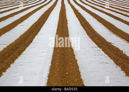 Mais unter Kunststoff In Leicstershire Stockfoto