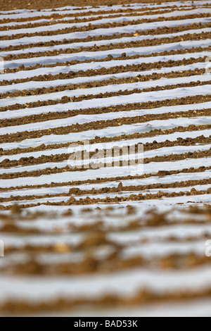 Mais unter Kunststoff In Leicstershire Stockfoto