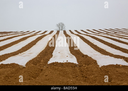 Mais unter Kunststoff In Leicstershire Stockfoto