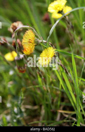 Huflattich, Tussilago Farfara, Asteraceae Stockfoto