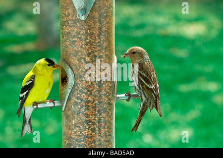 Stieglitz männlich und Kiefer Zeisig am Futterhäuschen Stockfoto