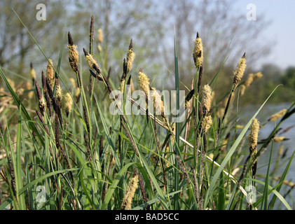 Kleiner Teich Segge, Carex Acutiformis, Cyperaceae Stockfoto