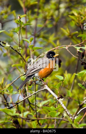Amerikanischer Robin - Cape Enttäuschung State Park, Washington Stockfoto