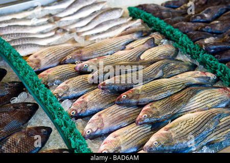 freiem Himmel Fischmarkt, frischen Fisch, Meeresfrüchte auf Eis Stockfoto