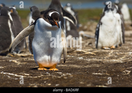Dösen, Gentoo Penguin Stretching seine Flipper Bluff Cove, in der Nähe von Stanley, Falkland-Inseln. Stockfoto