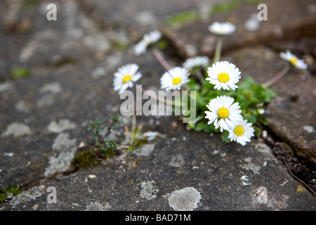 Gänseblümchen wachsen zwischen Rissen im Pflaster Stockfoto