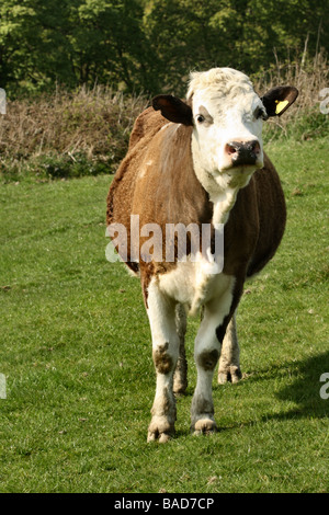 Neugierige Kuh auf der Weide A Molkerei Friesen Kuh auf der Weide grasen diese Kühe produzieren viel von unserer Molkereien Anforderungen Stockfoto