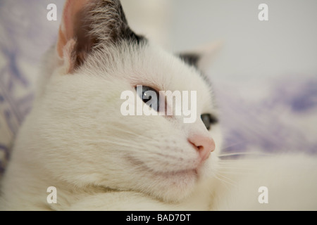 Nahaufnahme von süße schwarze und weiße Katze Stockfoto