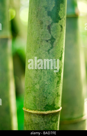 Detail des Bambus hautnah Stockfoto