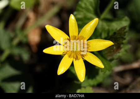 Kleinen Schöllkraut Ranunculus Ficaria Familie Butterblume Blume in Nahaufnahme Makro-Detail mit Symmetrie und Struktur Stockfoto