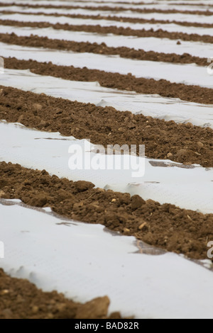 Mais unter Kunststoff In Leicstershire Stockfoto