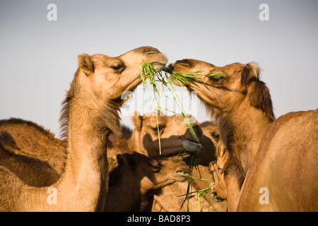 Kamele bei der nationalen Camel Research Centre, Jorbeer, Bikaner, Rajasthan, Indien Stockfoto