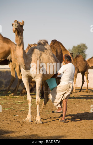 Mann Melken ein Kamel am nationalen Forschungszentrum für Camel, Jorbeer, Bikaner, Rajasthan, Indien Stockfoto