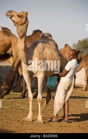 Mann Melken ein Kamel am nationalen Forschungszentrum für Camel, Jorbeer, Bikaner, Rajasthan, Indien Stockfoto