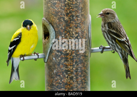 Stieglitz männlich und Kiefer Zeisig am Futterhäuschen Stockfoto