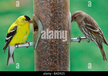Stieglitz männlich und Kiefer Zeisig am Futterhäuschen Stockfoto