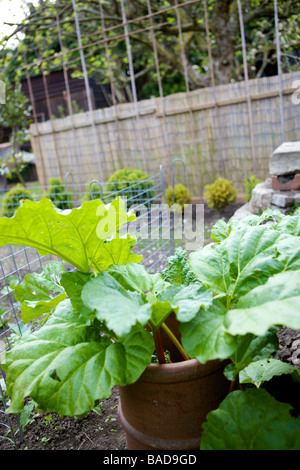 Rhabarber wächst in einem Gemüsegarten Stockfoto