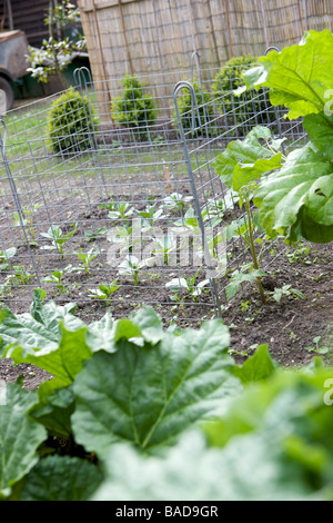 Dicke Bohnen in einem Gemüsegarten wächst Stockfoto