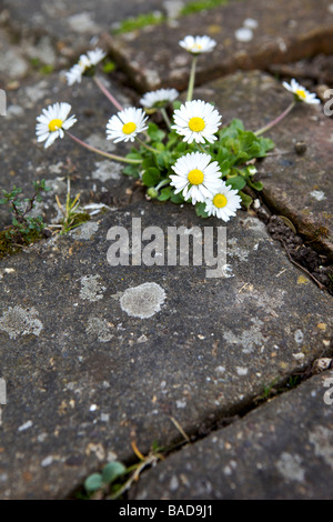 Gänseblümchen wachsen zwischen Rissen im Pflaster Stockfoto