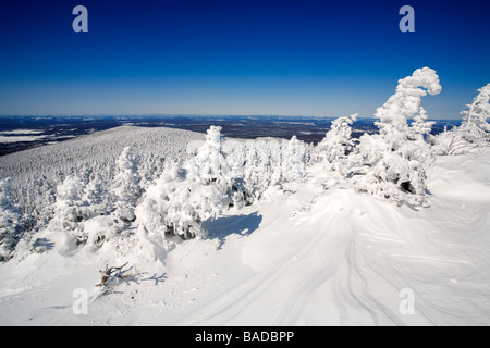 Kanada, Provinz Quebec, Estrie Region Nationalpark Mont Megantic, Schnee bedeckte Bäume Stockfoto