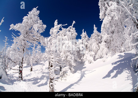 Kanada, Quebec Provinz, Estrie Region, Mont Megantic National Park, Wald und Schnee bedeckt Bäume Stockfoto