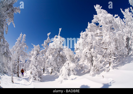 Kanada, Quebec Provinz, Estrie Region, Mont Megantic National Park, Wald und Schnee bedeckt Bäume, Schneeschuhwanderer Stockfoto