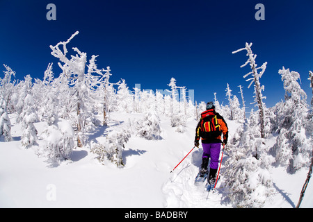 Kanada, Quebec Provinz, Estrie Region, Mont Megantic National Park, Wald und Schnee bedeckt Bäume, Schneeschuhwanderer Stockfoto