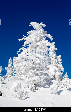 Kanada, Provinz Quebec, Estrie Region Nationalpark Mont Megantic, Schnee bedeckten Baum Stockfoto