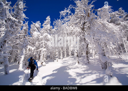 Kanada, Quebec Provinz, Estrie Region, Mont Megantic National Park, Wald und Schnee bedeckt Bäume, Schneeschuhwanderer Stockfoto