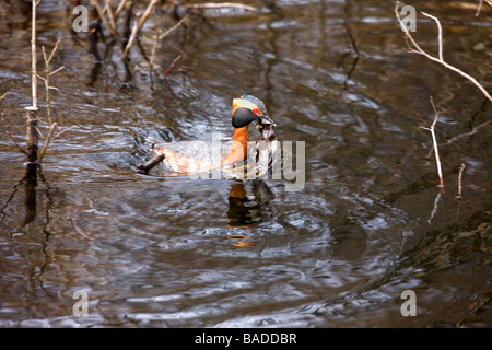 Slawonische Grebe, Podiceps Auritus, anzeigen, Unkraut auf Zucht Gebiet tragen. Stockfoto