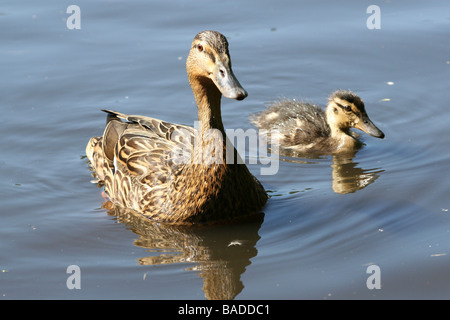 Weibliche Stockente Anas Platyrhynchos mit einzelnen Entlein genommen bei Martin bloße WWT, Lancashire UK Stockfoto