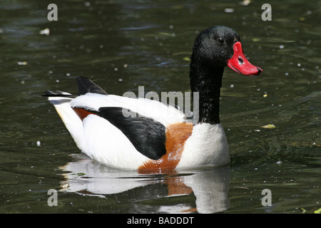 Sonnendurchflutetes gemeinsame Brandgans Tadorna Tadorna schwimmen auf Wasser bei Martin bloße WWT, Lancashire UK Stockfoto