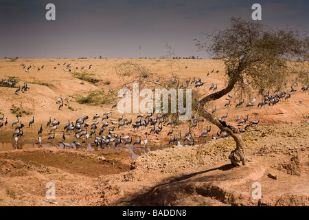 Demoiselle Kräne, Keechen, in der Nähe von Phalodi, Rajasthan, Indien Stockfoto