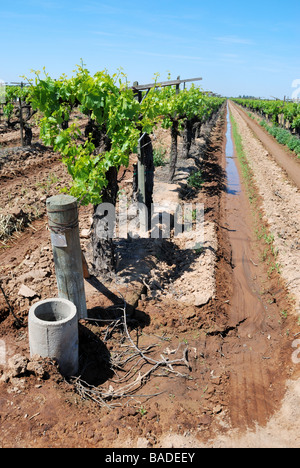 Thompson-Traube Weinberg bereit für Flut-Bewässerung im zeitigen Frühjahr, Central Valley von Kalifornien Vereinigte Staaten Stockfoto