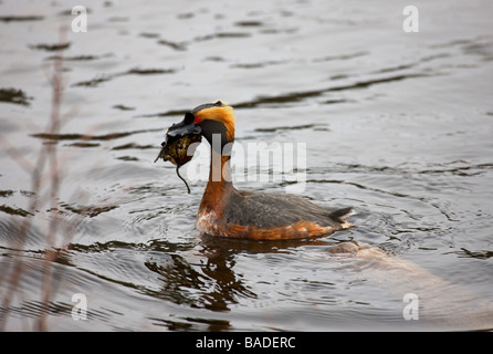 Slawonische Grebe, Podiceps Auritus, anzeigen, Unkraut auf Zucht Gebiet tragen. Stockfoto