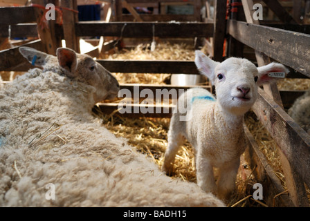 Ein Neugeborenes Lamm in einem Kugelschreiber mit seiner Mutter Blick in die Kamera Stockfoto