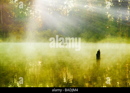 Nebel im Wald Stockfoto