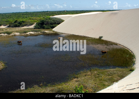 Sanddünen und Regenwasser Seen in Santo Amaro, Lencois Maranhenses National Park, Maranhao, Brasilien Stockfoto