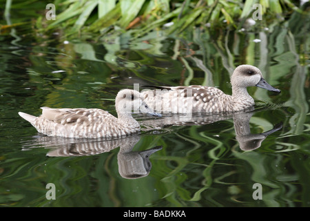 Zwei Marbled Teal Marmaronetta Angustirostris schwimmen auf Wasser bei Martin bloße WWT, Lancashire UK Stockfoto